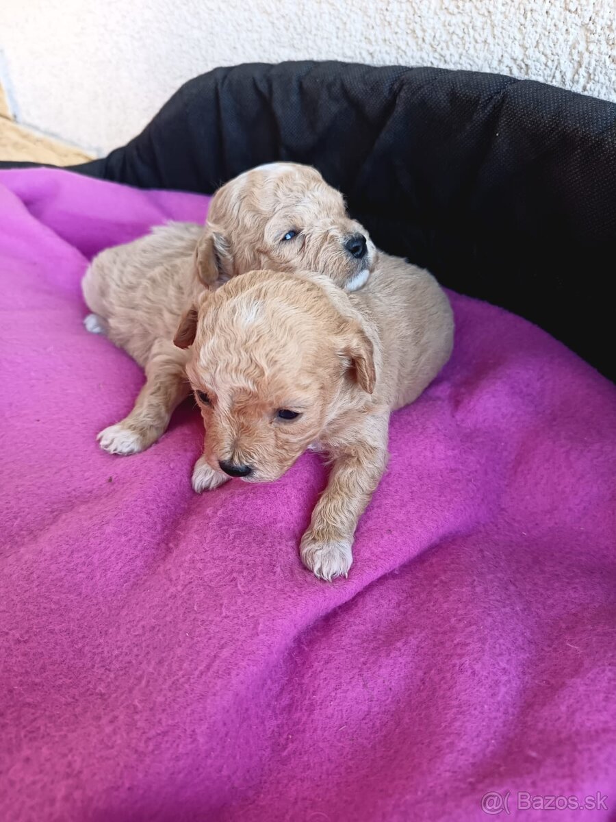 Maltipo mini,maltipoo mini