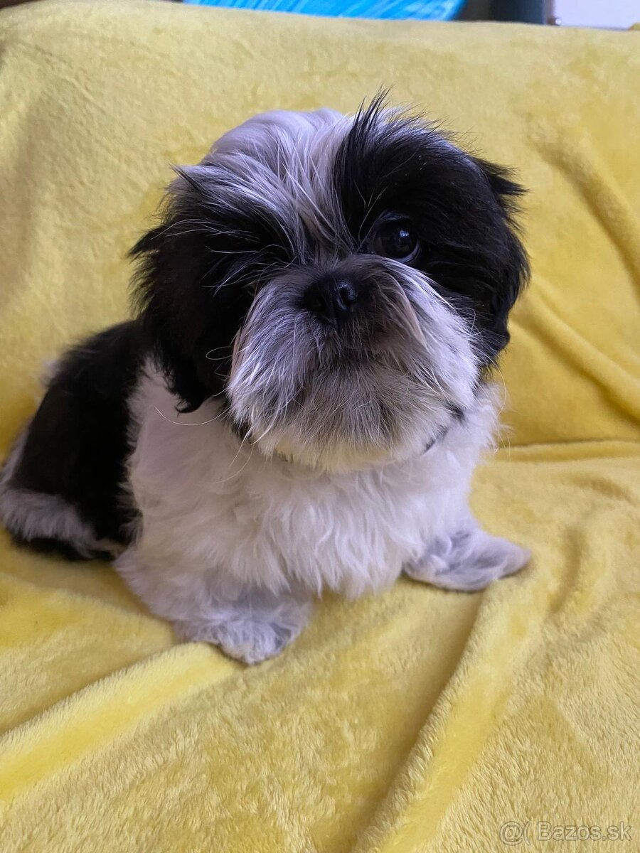 Štěňátko Shih tzu