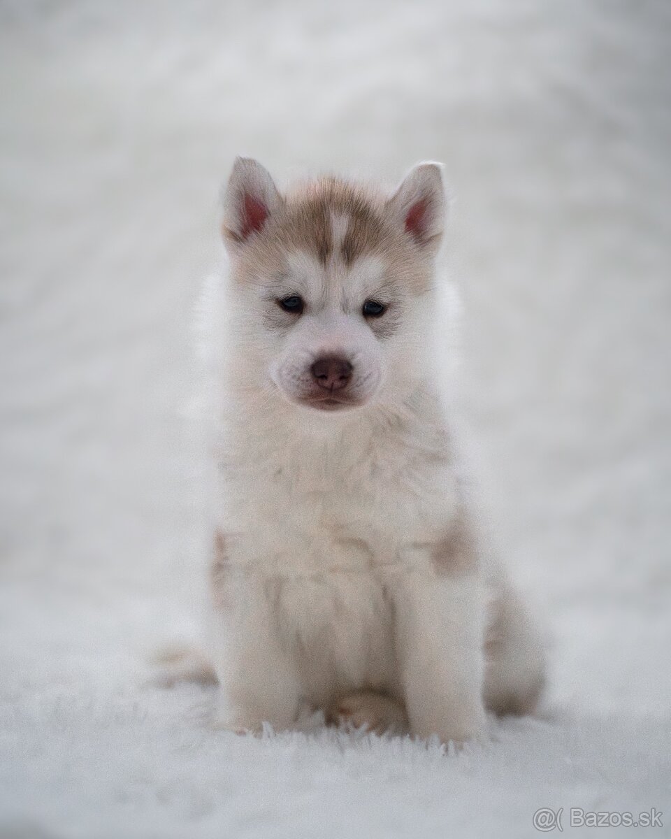 Sibírsky husky šteňatá s PP