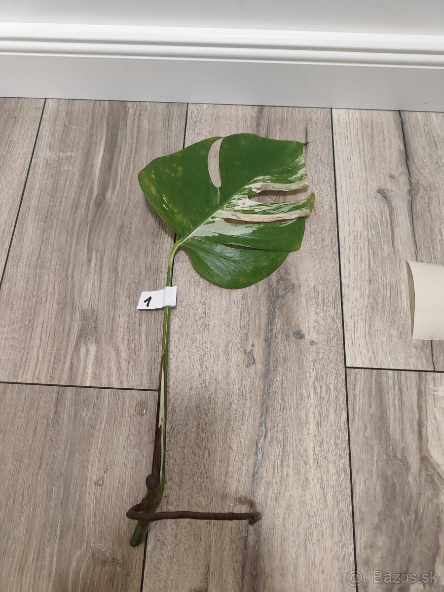 Monstera Albo Variegata