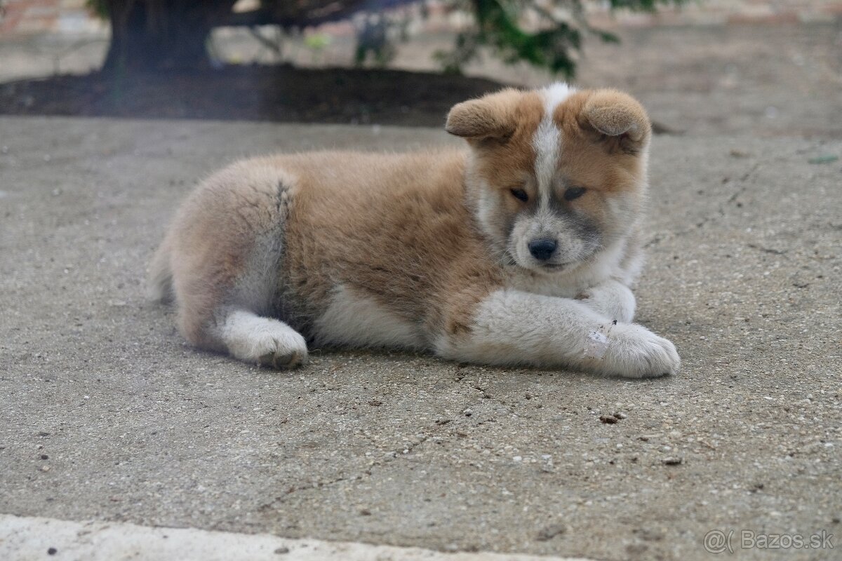 Akita inu šteniatka