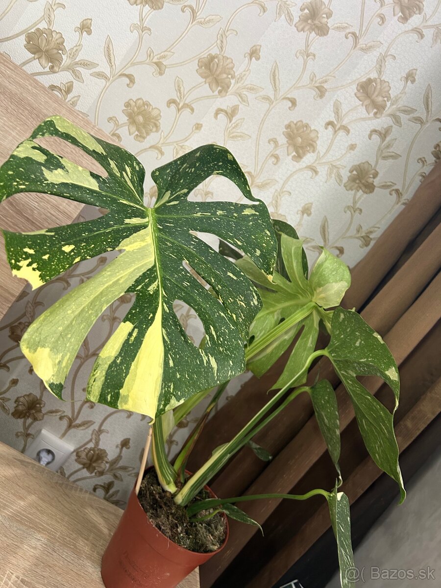 Monstera deliciosa Thai constellation (väčšia)