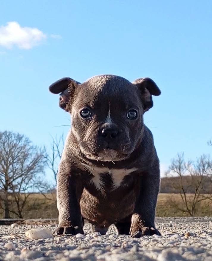 American Bully