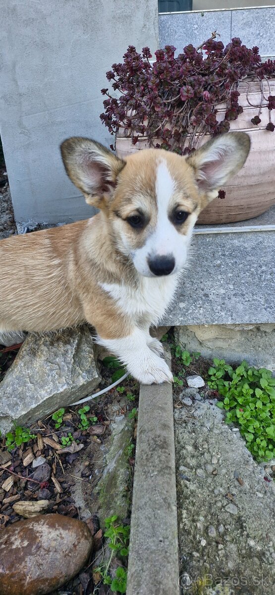 Welsh Corgi Pembroke s rodokmeňom