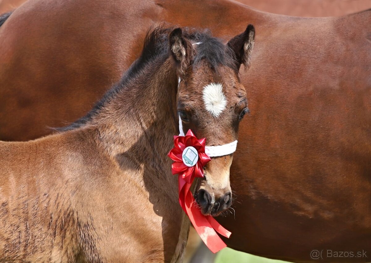 WELSH COB HŘEBEČEK na prodej