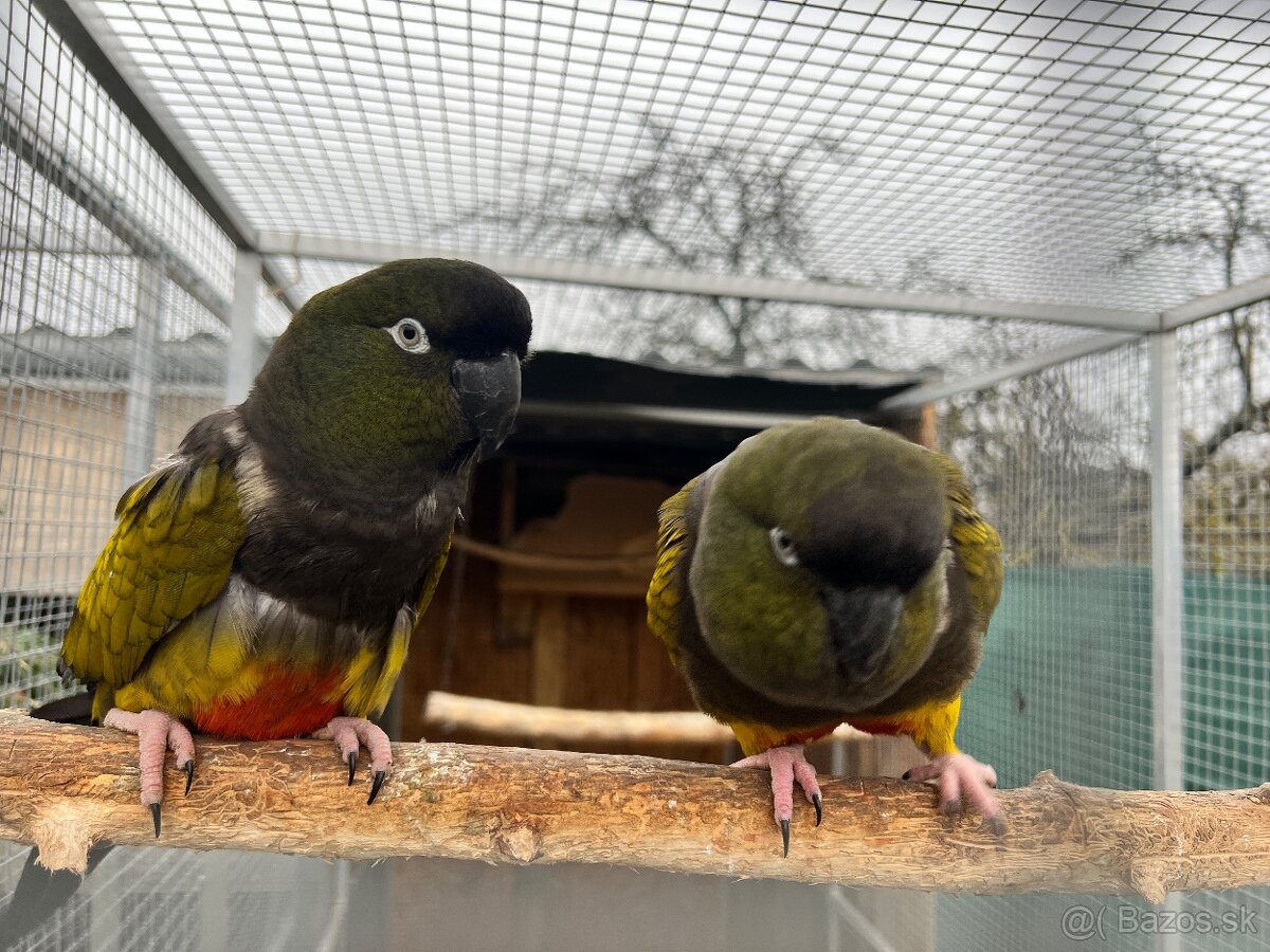 Patagónsky