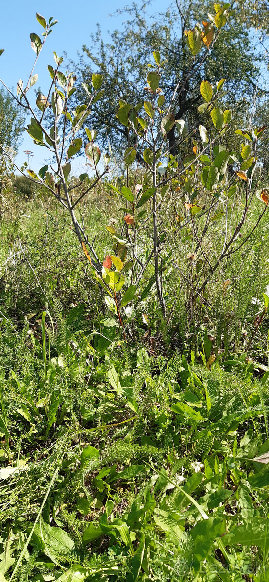 ARONIA NERO