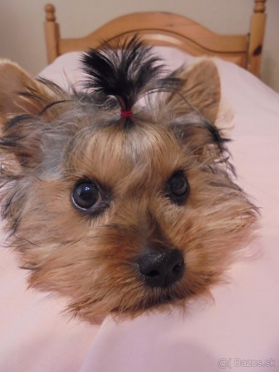 YORKSHIRE TERRIER MINI