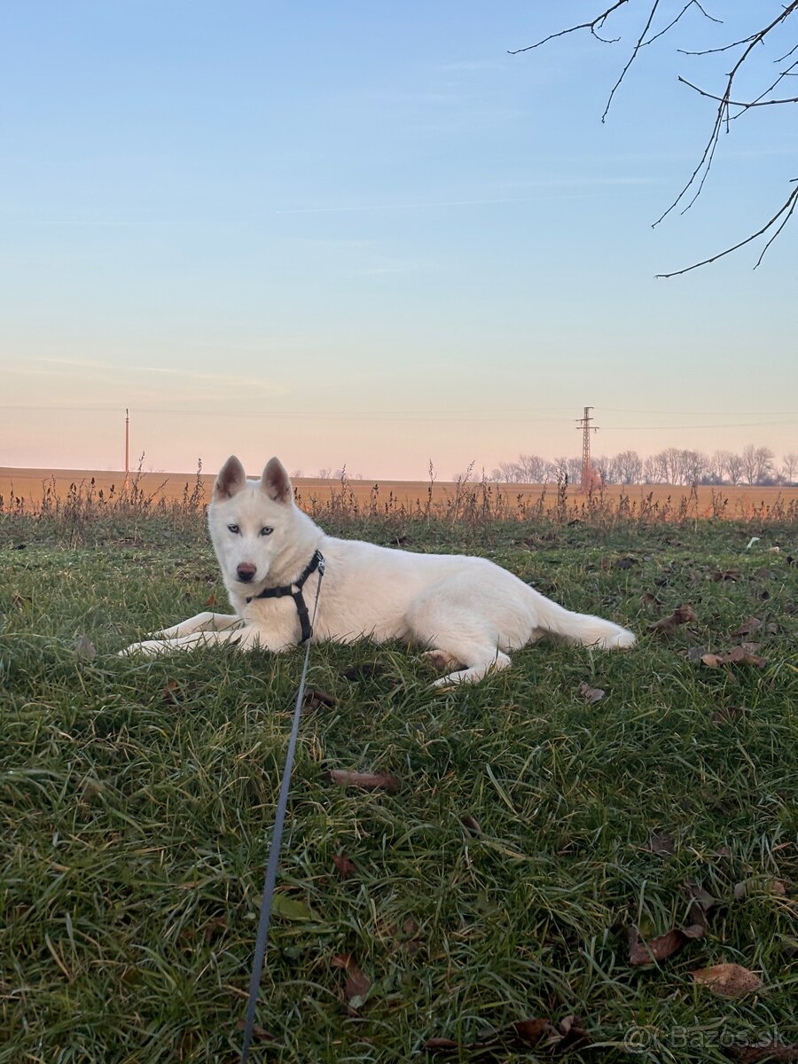 Čistokrvný husky