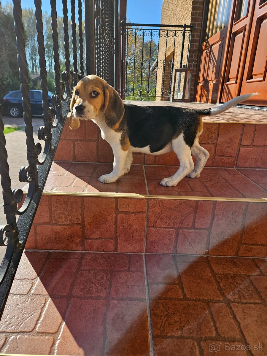 Beagle-Bígel