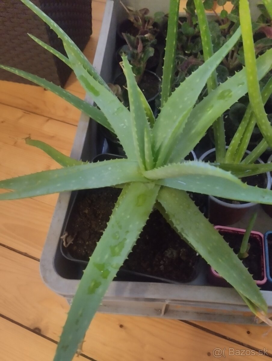 Aloe vera