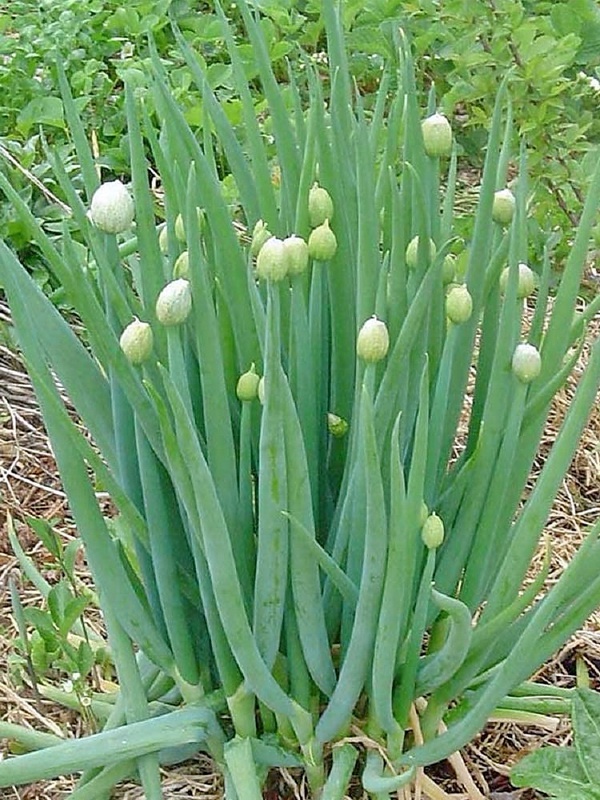 Cibula zimna- sibirska- semena