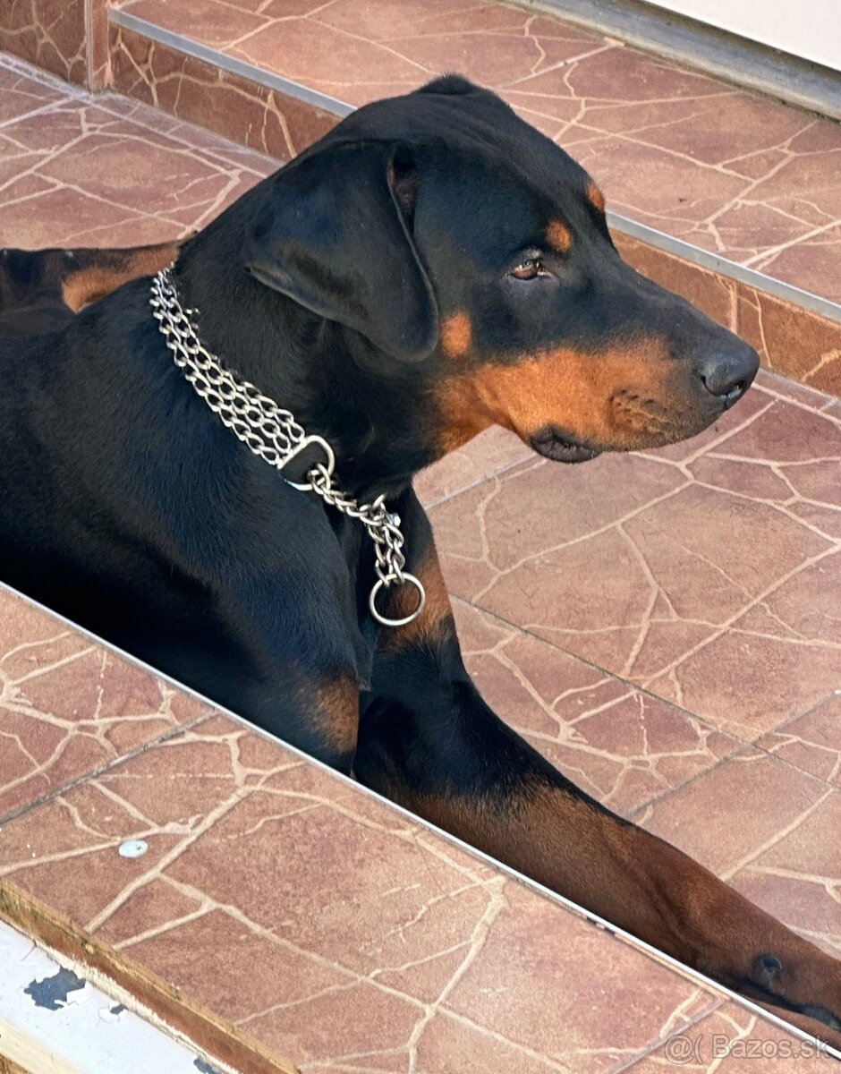 Doberman