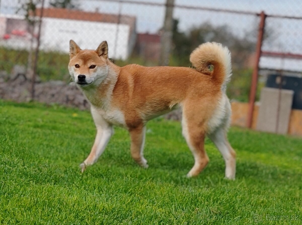 Shiba inu fenka s PP