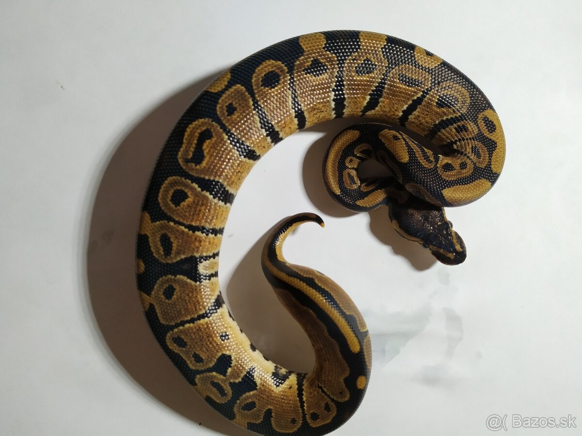 Python Regius