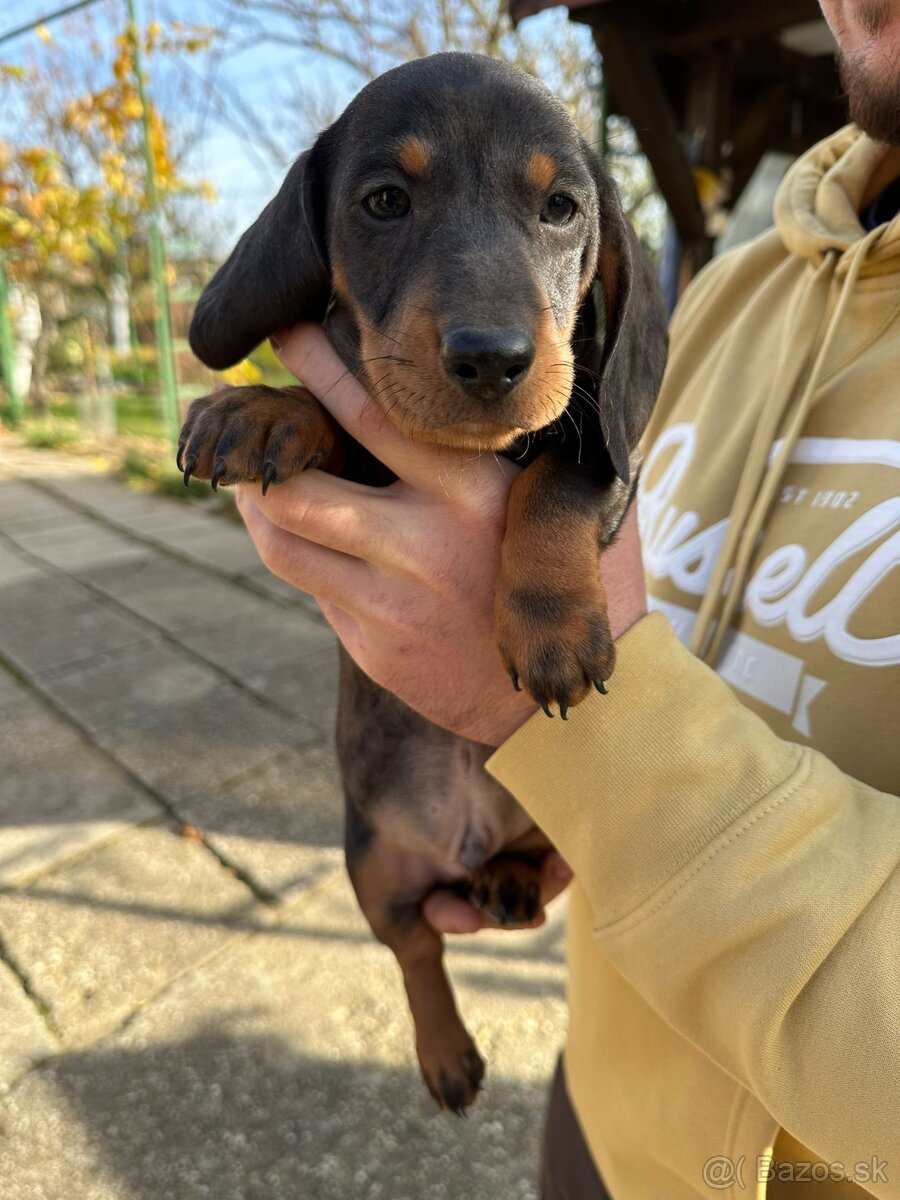 Jazvecik Blue Merle