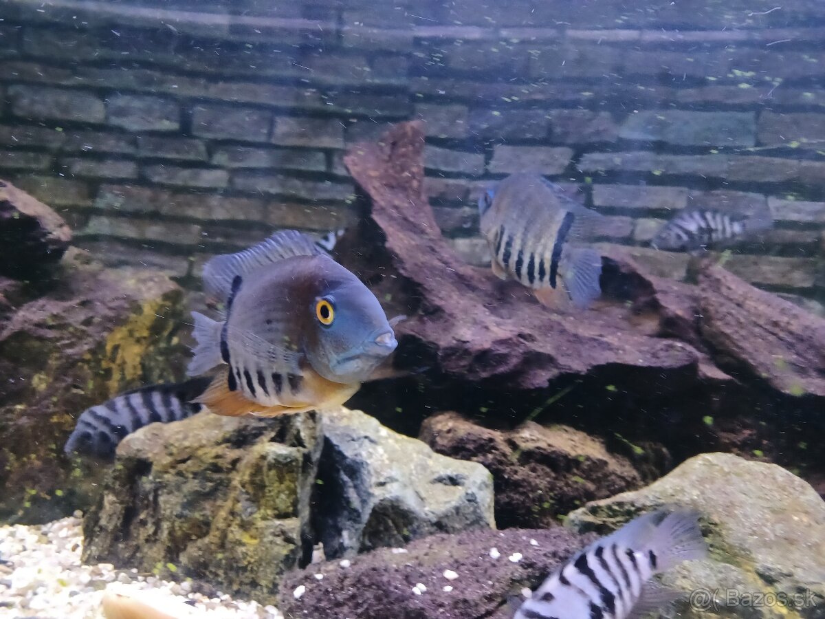 Heros severum/dospelé