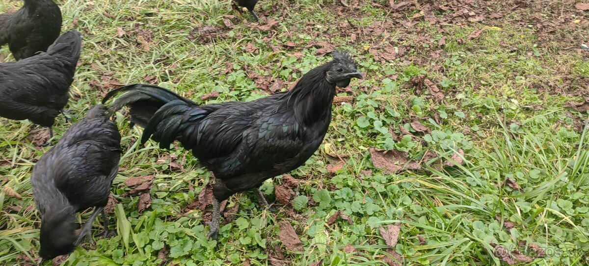 Ayam Cemani