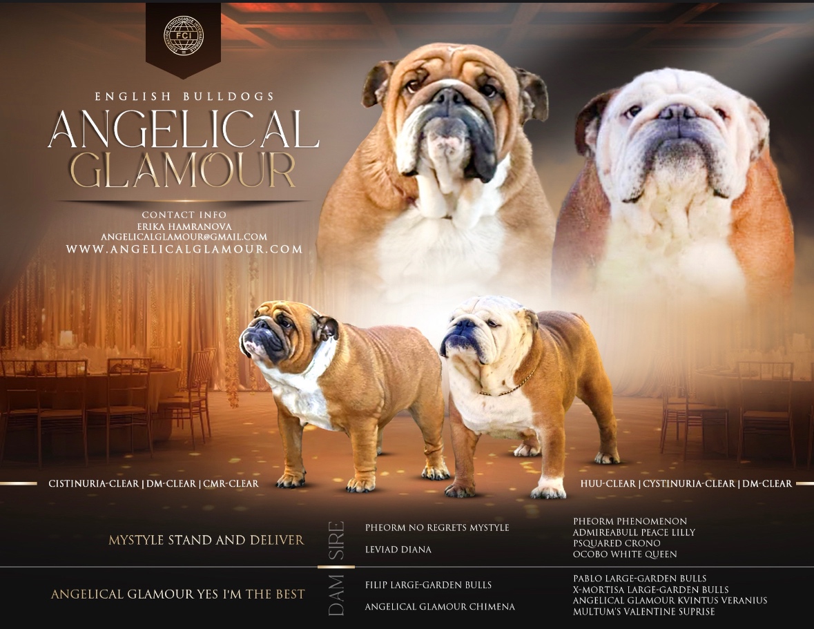 Anglicky Bulldog, buldog, English bulldog