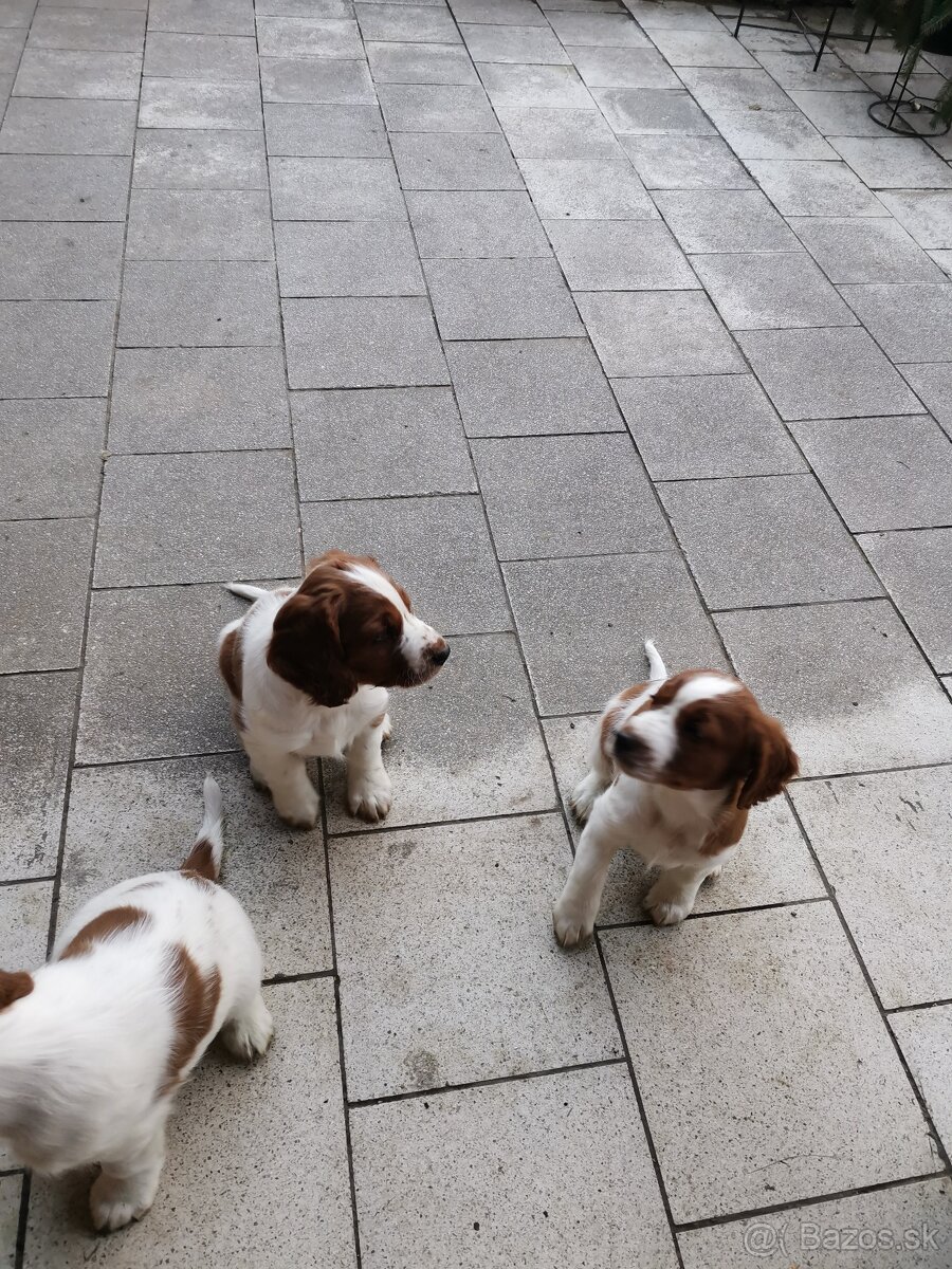 welsh springer spaniel