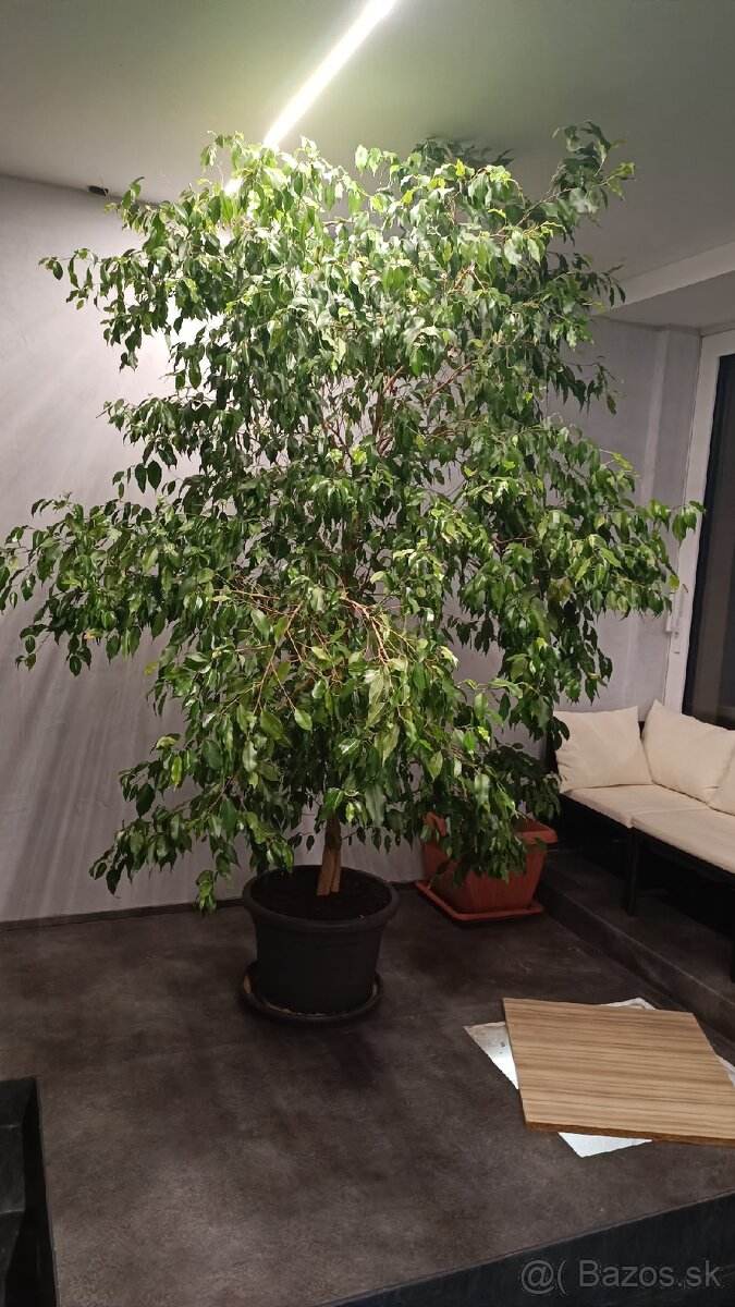 Ficus benjamina 270cm