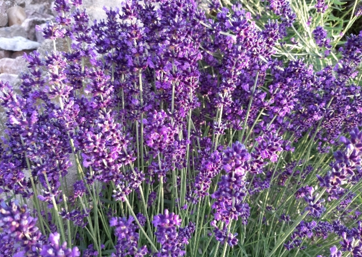 Levandula lekárska-Hidcote Blue