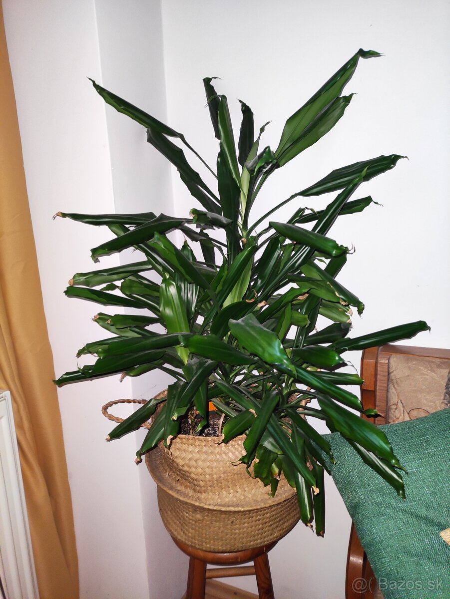 Dracena