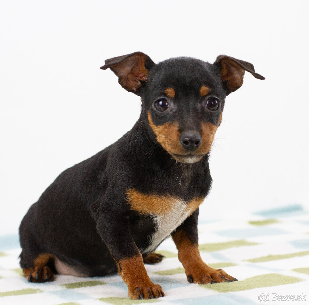 Ratlik, pinscher, pincer