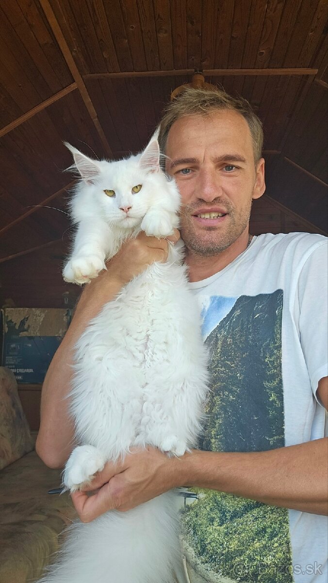 Mainská mývalia mačka / maine coon s pp