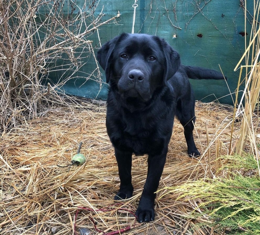 Labrador cierny