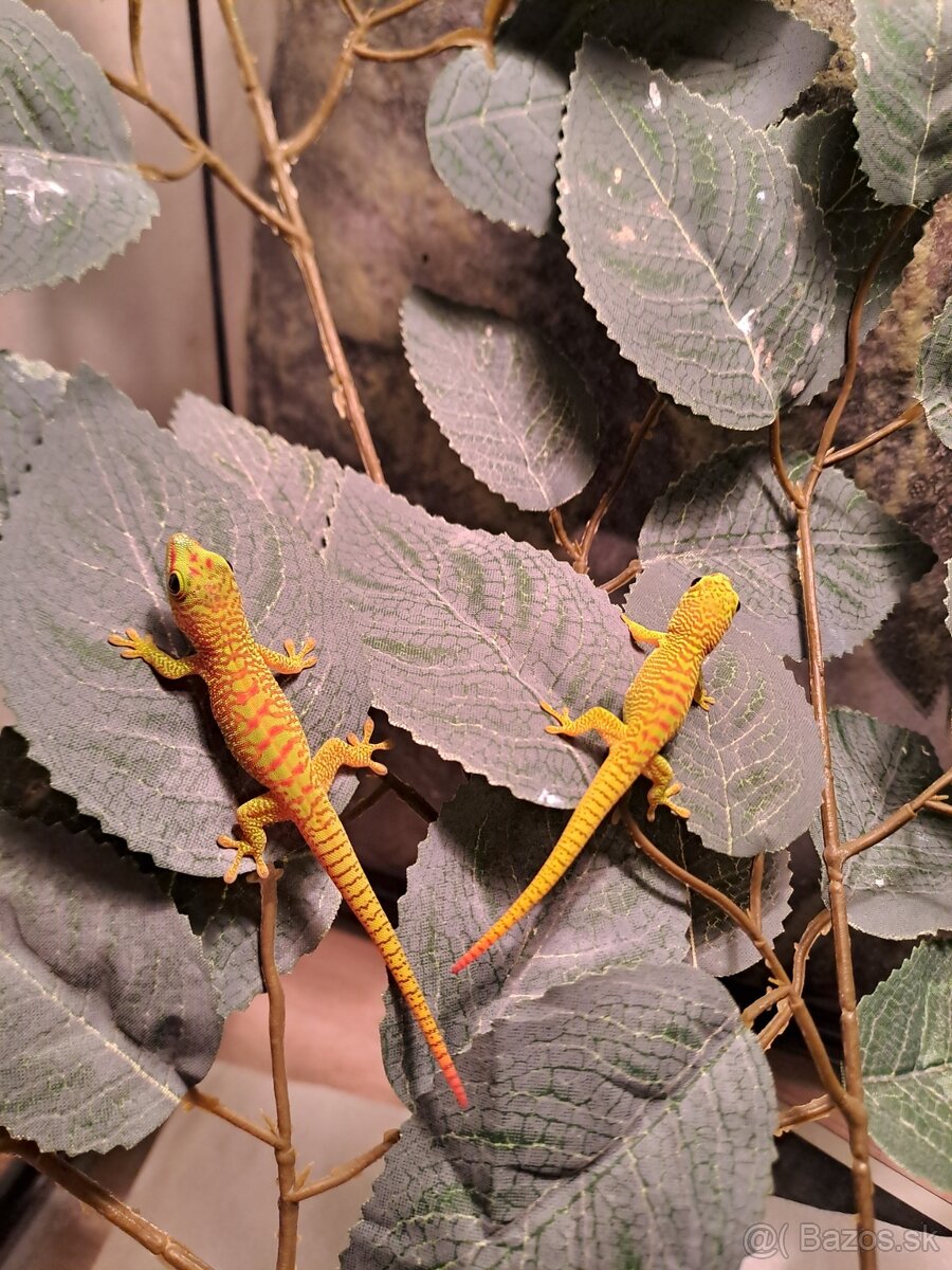 Phelsuma grandis