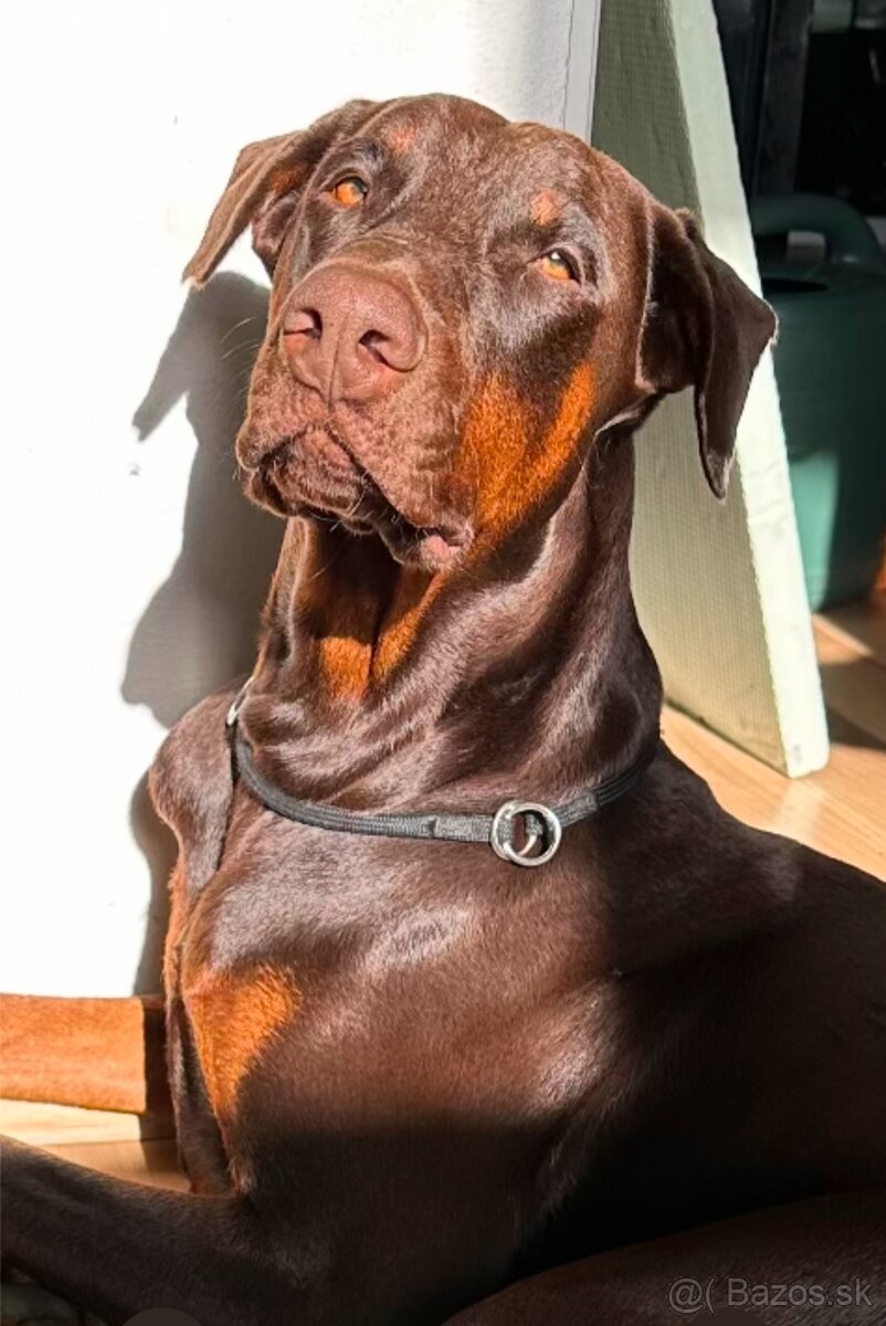 Doberman krytie