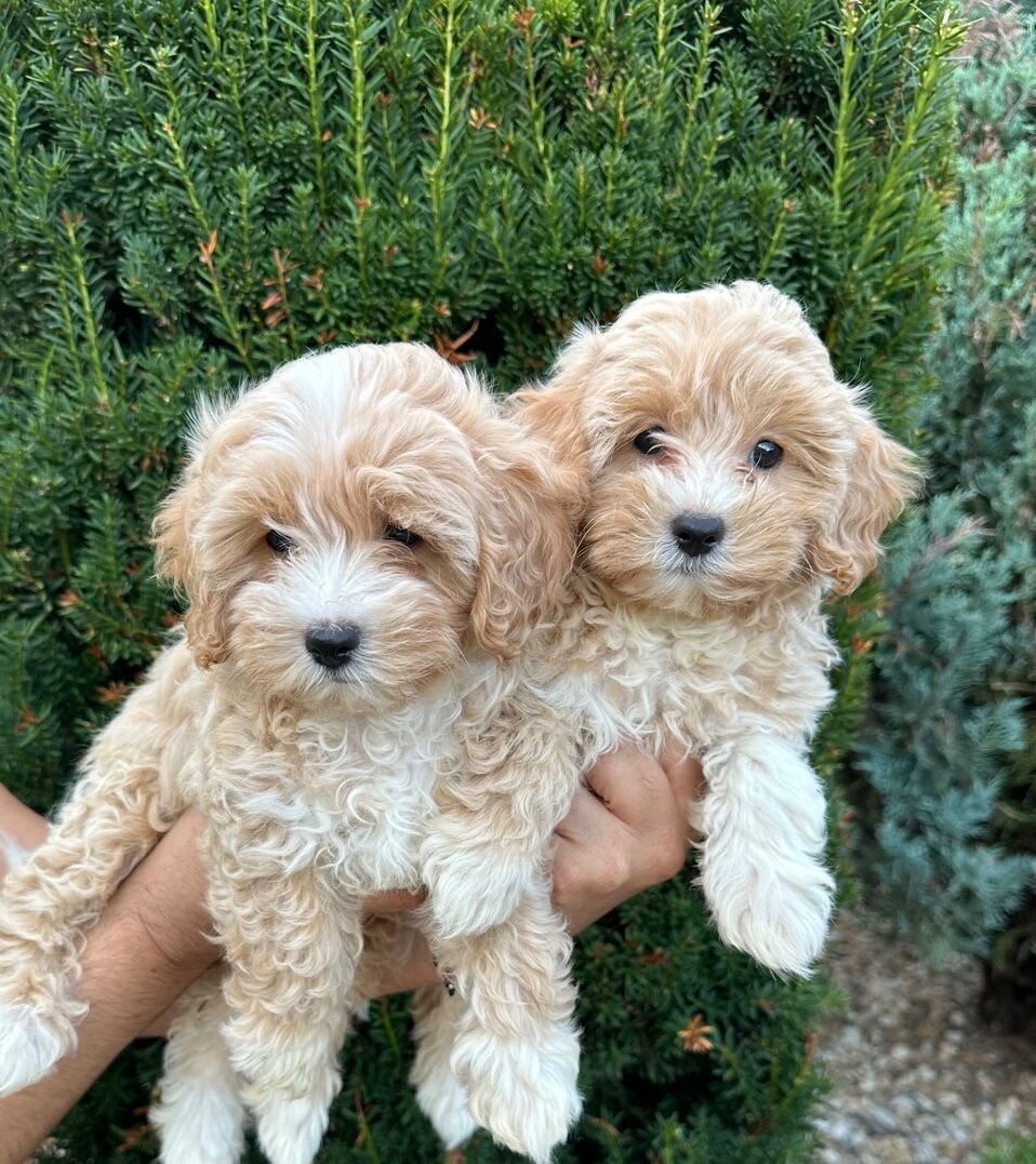 Maltipoo,Pudel,Maltezak