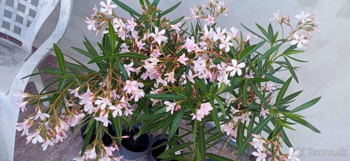 mladý oleander na kmeni, výška vrátane črepníka 100cm