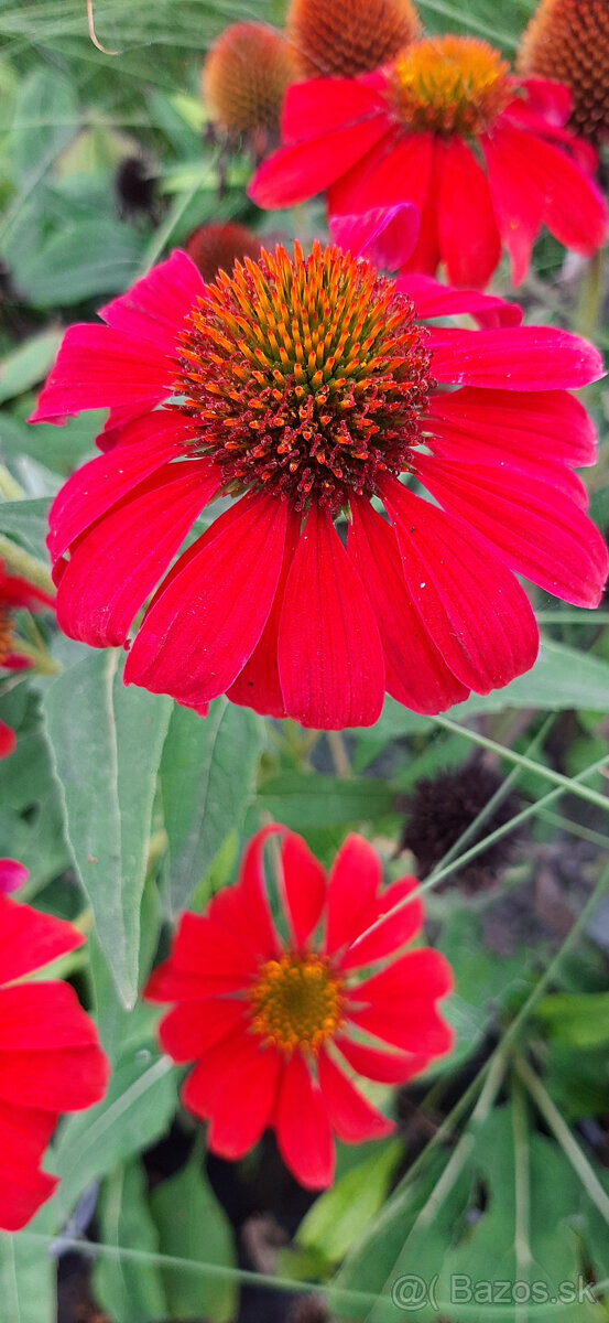 Echinacea-rôzne farby