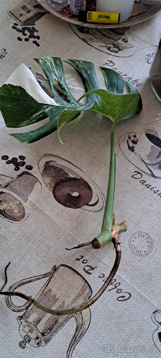 Monstera Albo odtezok knej darujem odrezok z nadchovnika