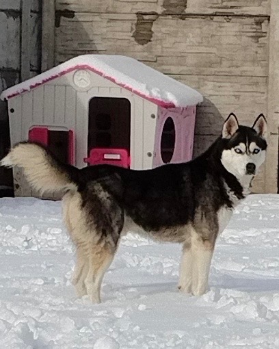 Sibírsky Husky - DARUJEM