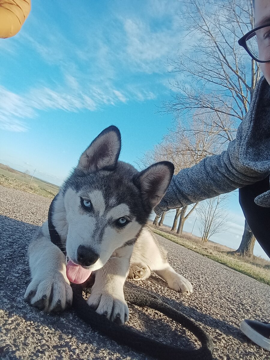 Predám huskyho