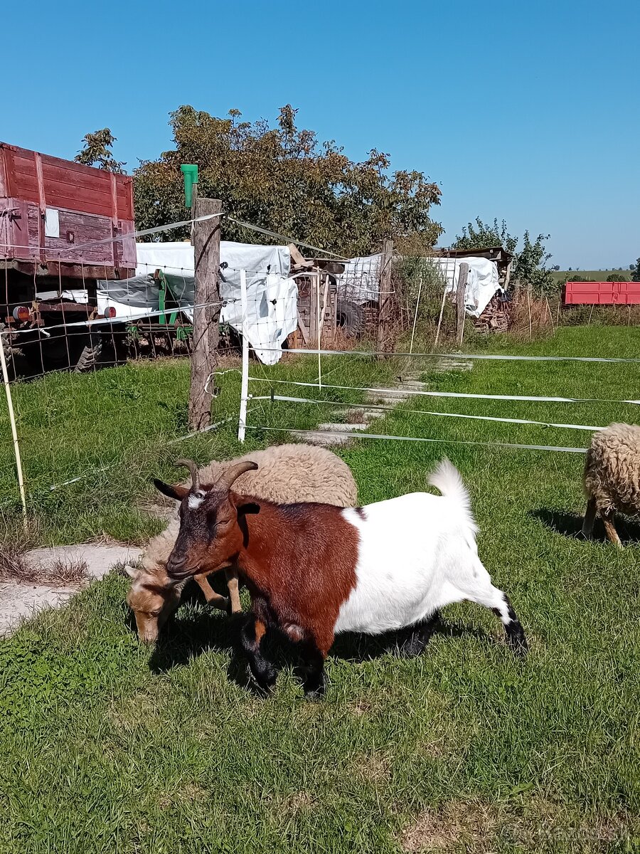 Predám holandskú mini kozičku