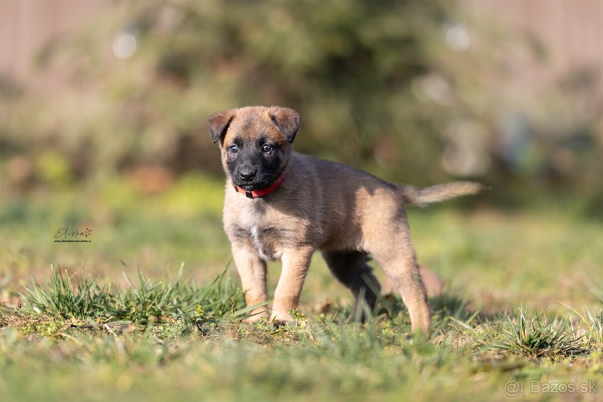 Prodej štěňátek - MALINOIS