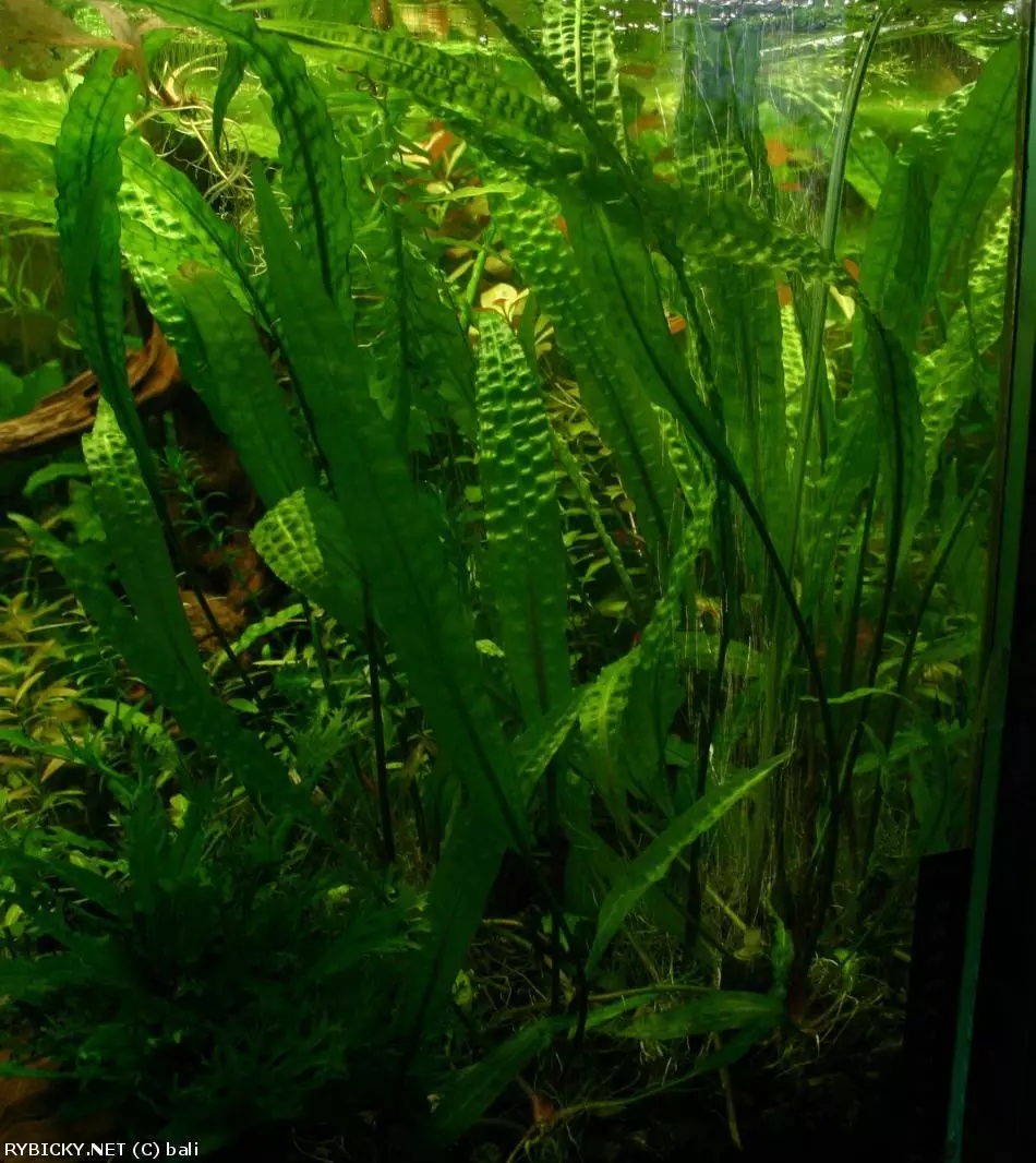 Cryptocoryne aponogetifolia