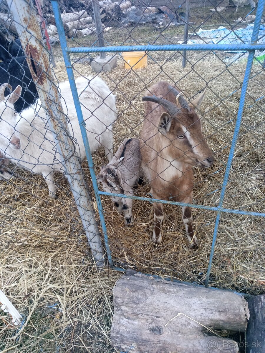 Predám dojnu kozu s capkom