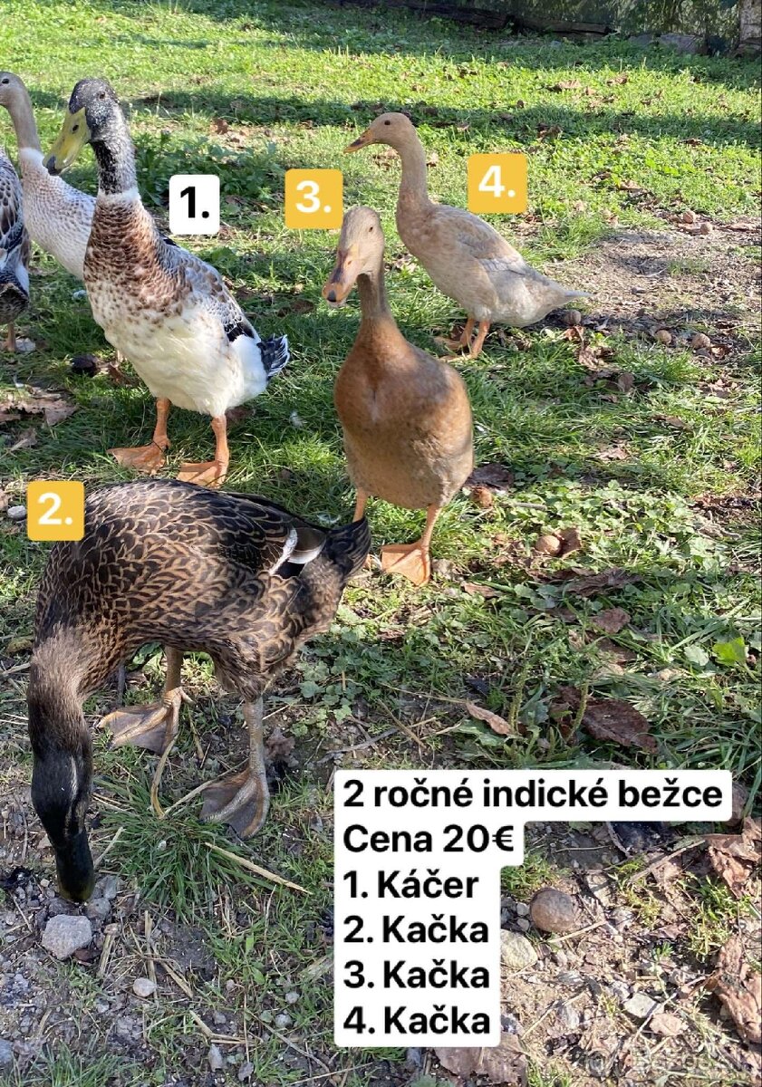 indické bežce