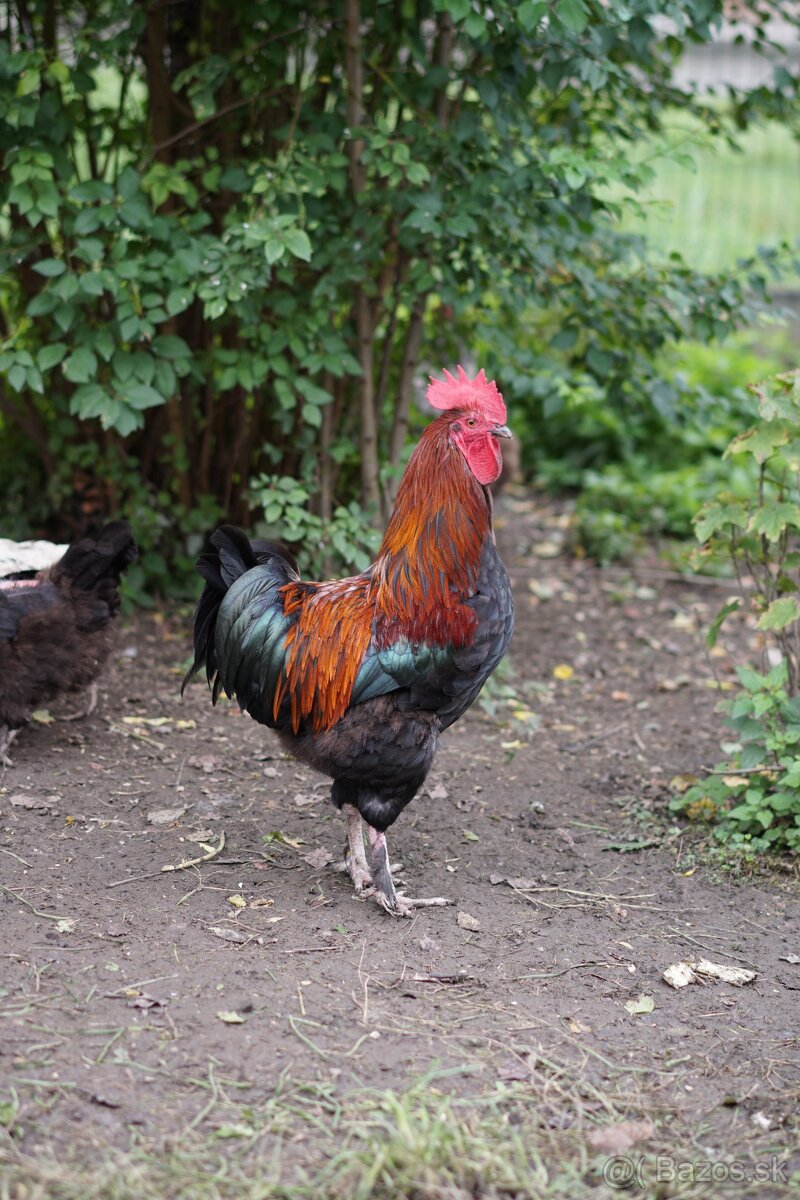 Kohút Marans Medenokrký