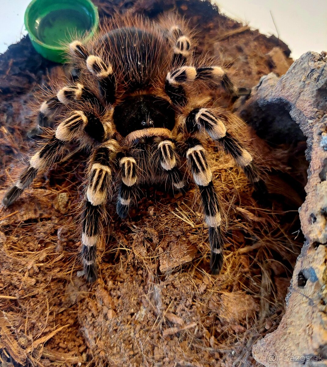 Acanthoscurria Geniculata samička