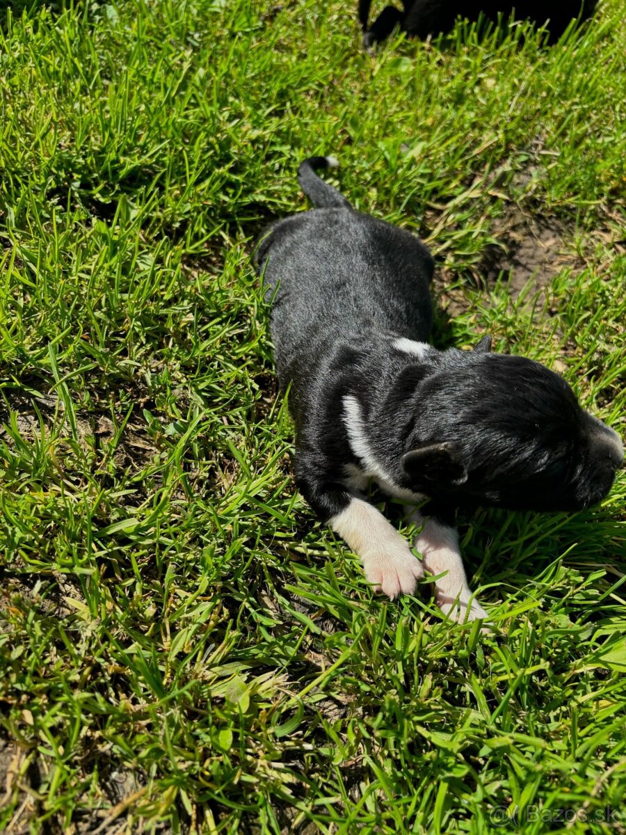 Darujeme šteniatka Labrador/Border kolia