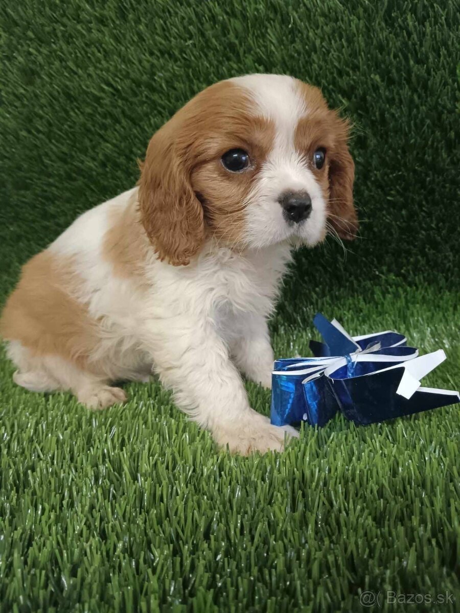 Cavalier King Charles Spaniel,cavalier