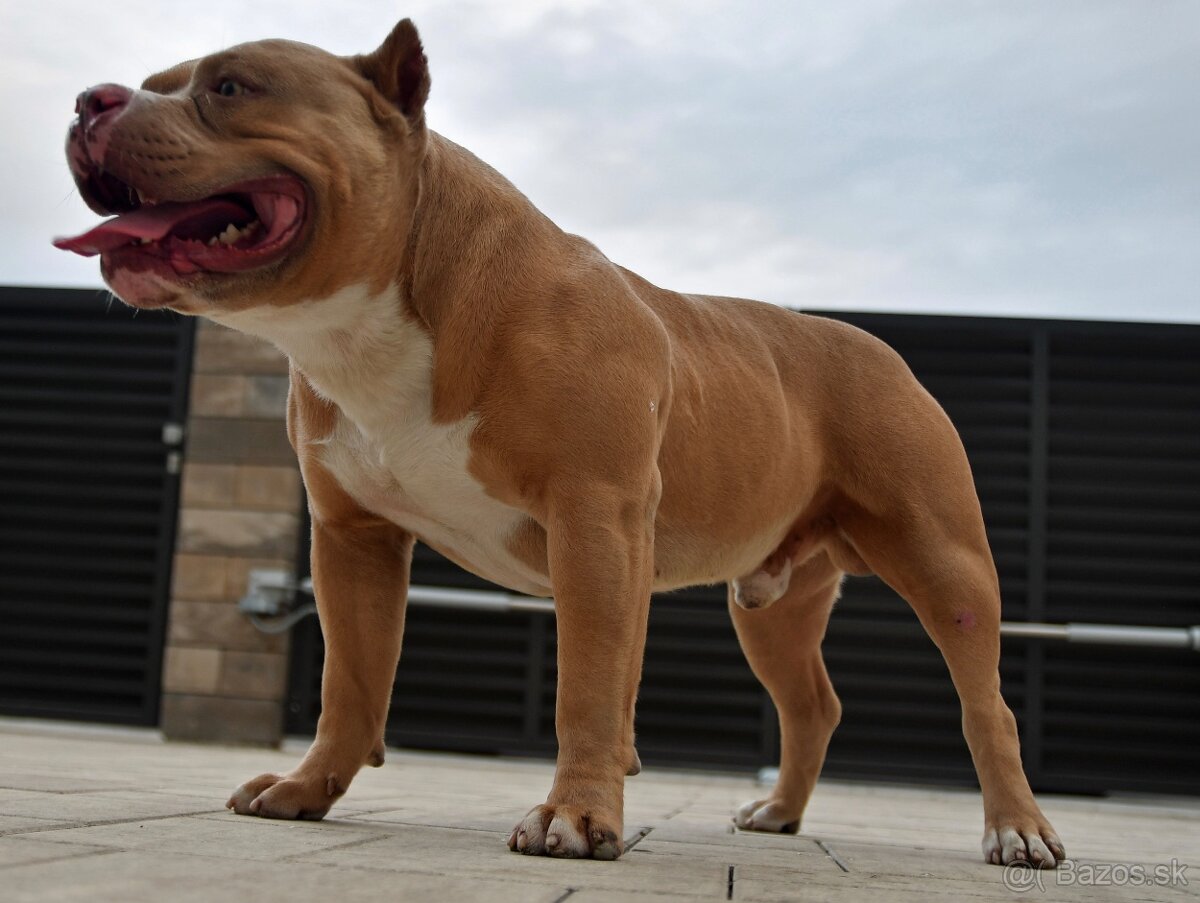 American Bully krytie