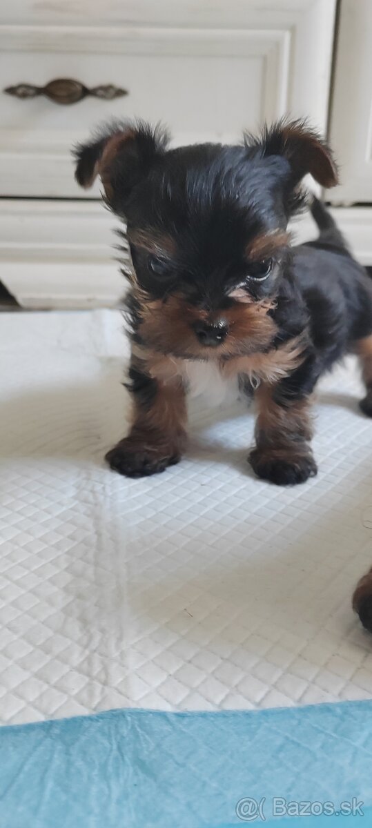 Predám Yorkshire terrier mini