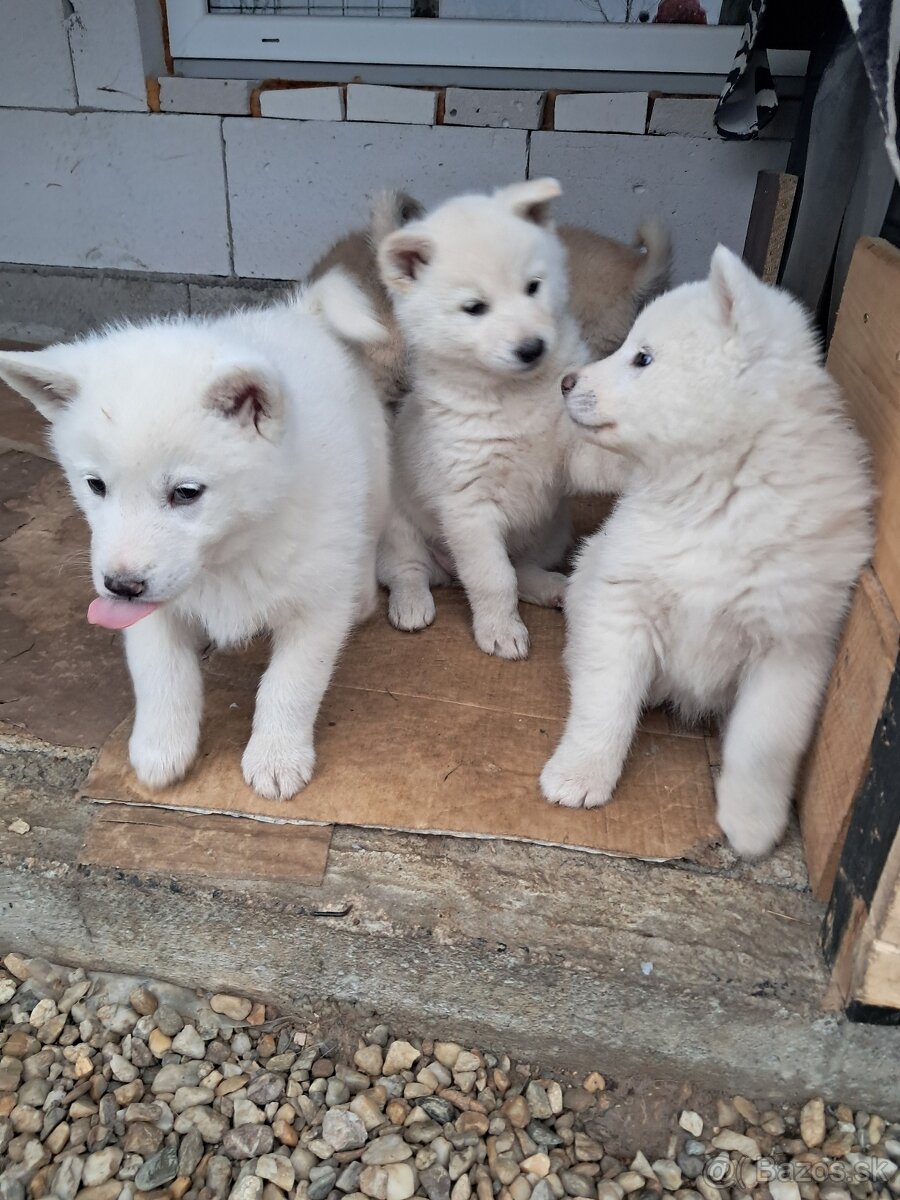 Šteniatka na predaj. Husky ×akita inu